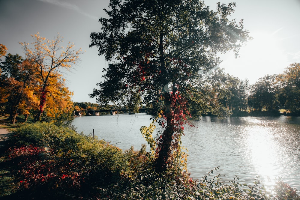 body of water surrounded with tall and green trees during daytime