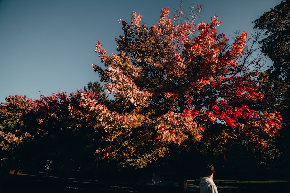 pink and red leafed tree