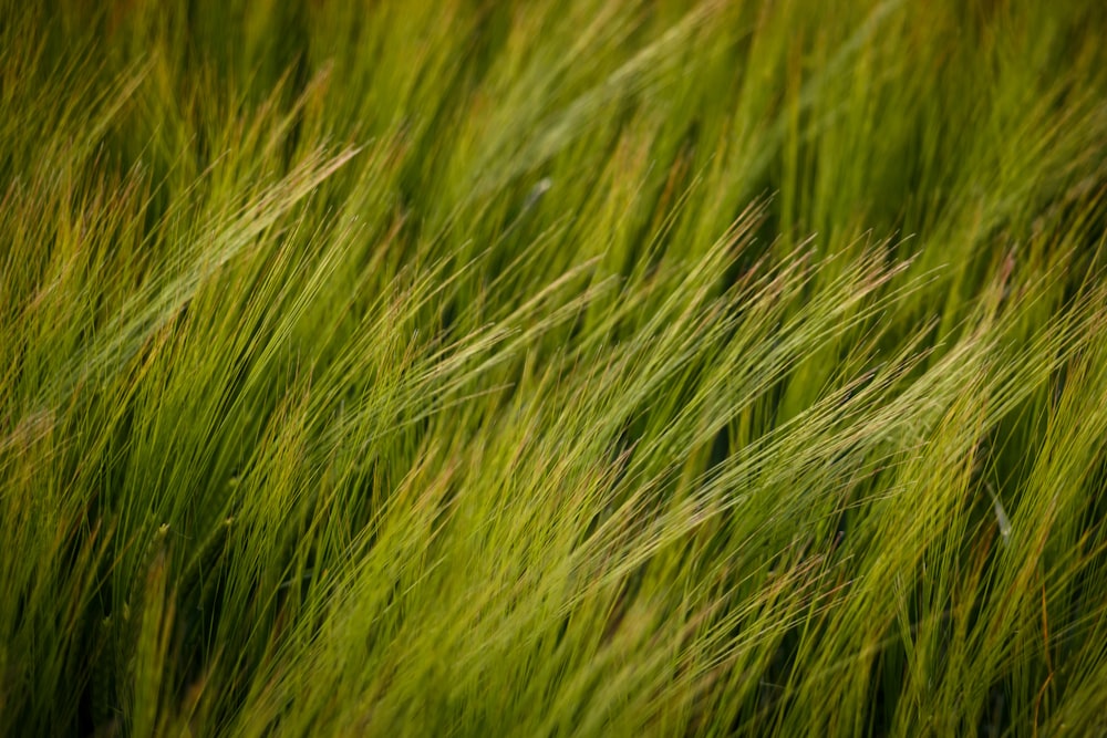 campo in erba verde