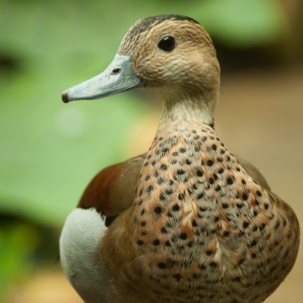 brown duck