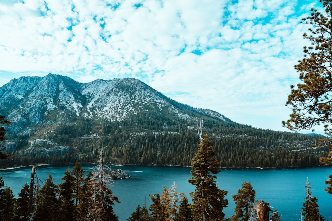 lake and trees