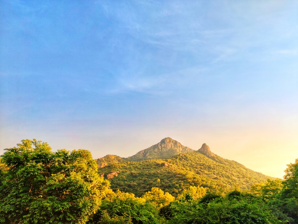 forest and mountain during day