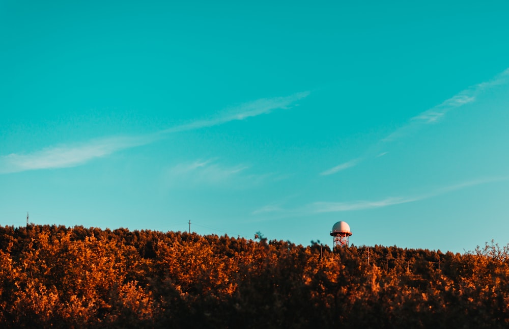 brown trees during daytime