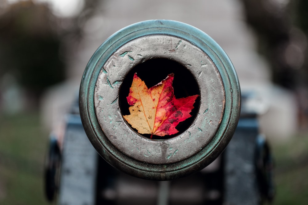 canon gris avec feuille d’érable