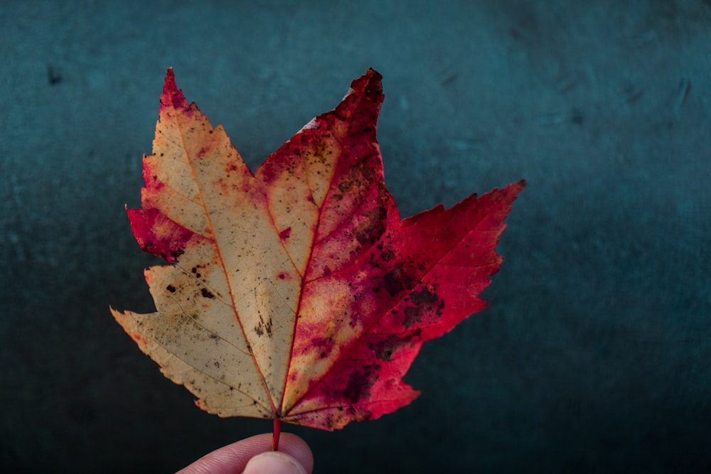 red and yellow maple leaf