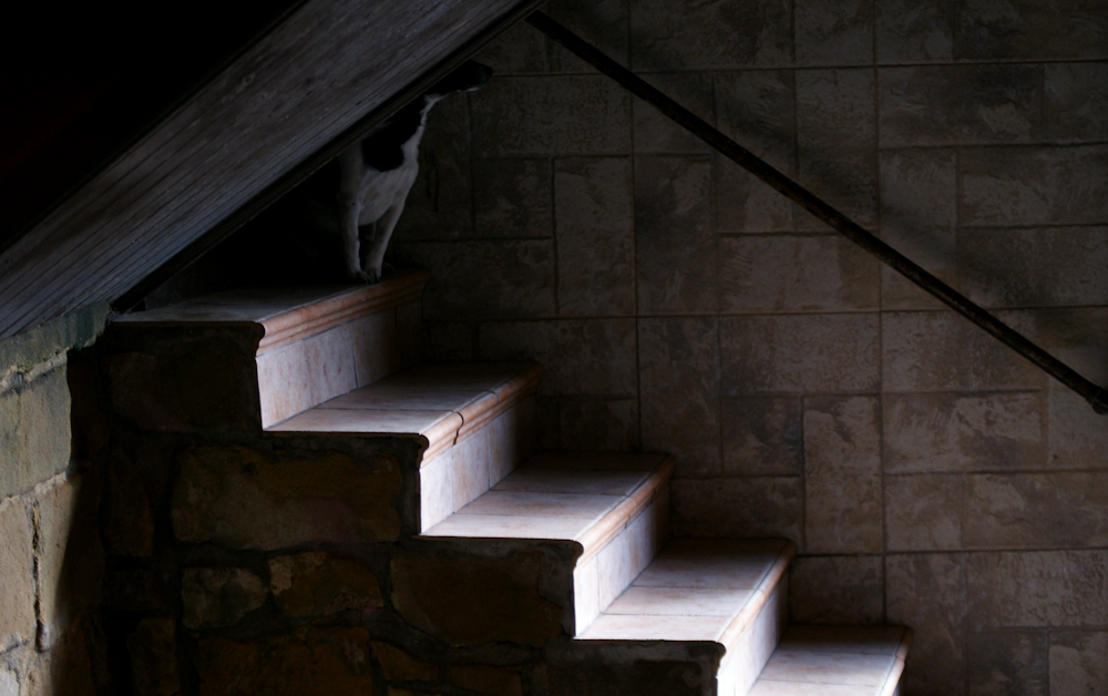 brown concrete stairs