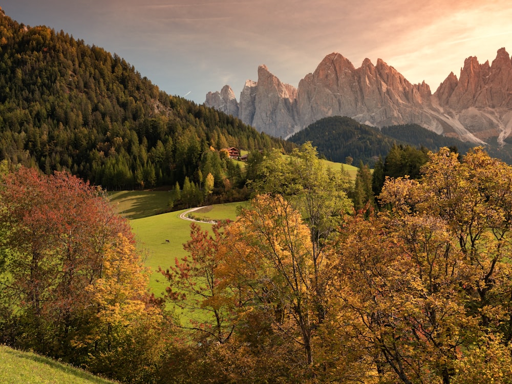 trees on mountain during daytime