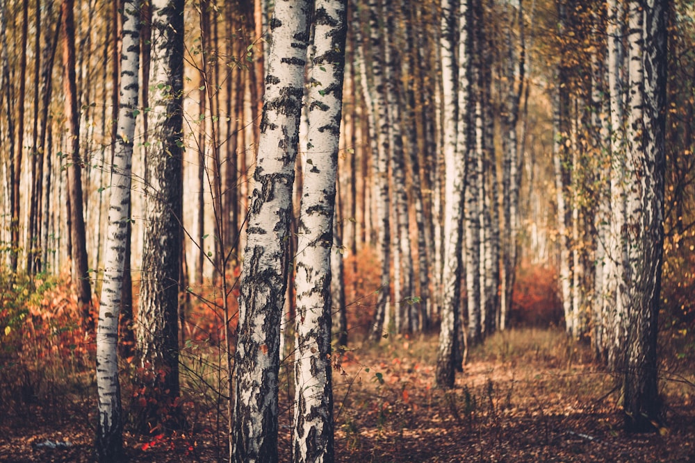 birch tree trunks during daytime