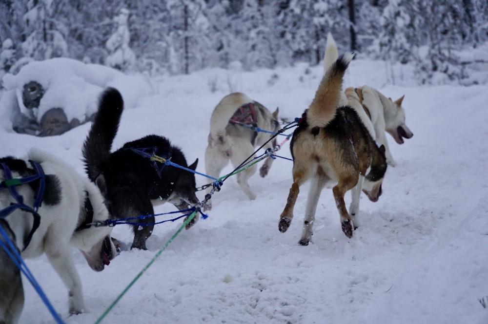 dogs running on snow