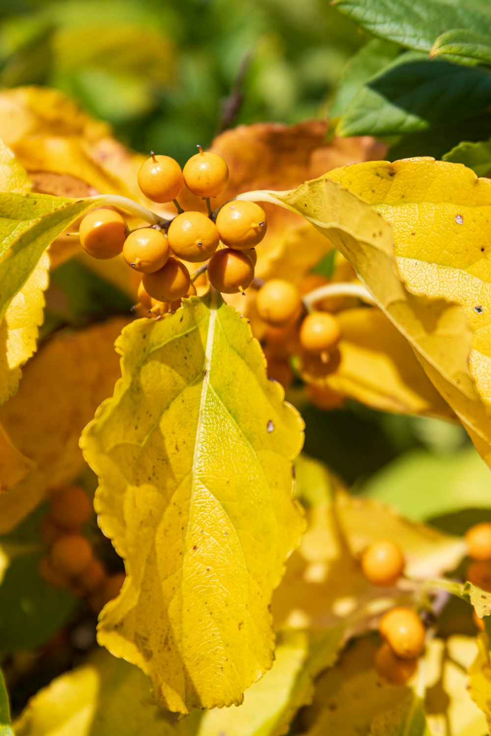 Plante à baies et feuilles jaunes