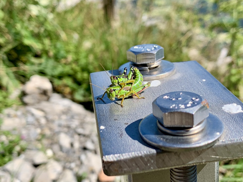 two green grasshoppers on gray metal post