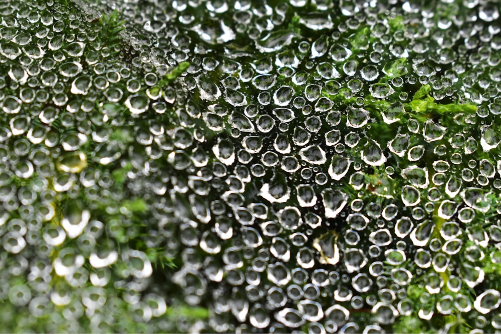 a bunch of water drops on a leafy plant