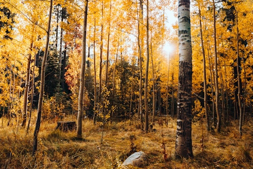 yellow tree