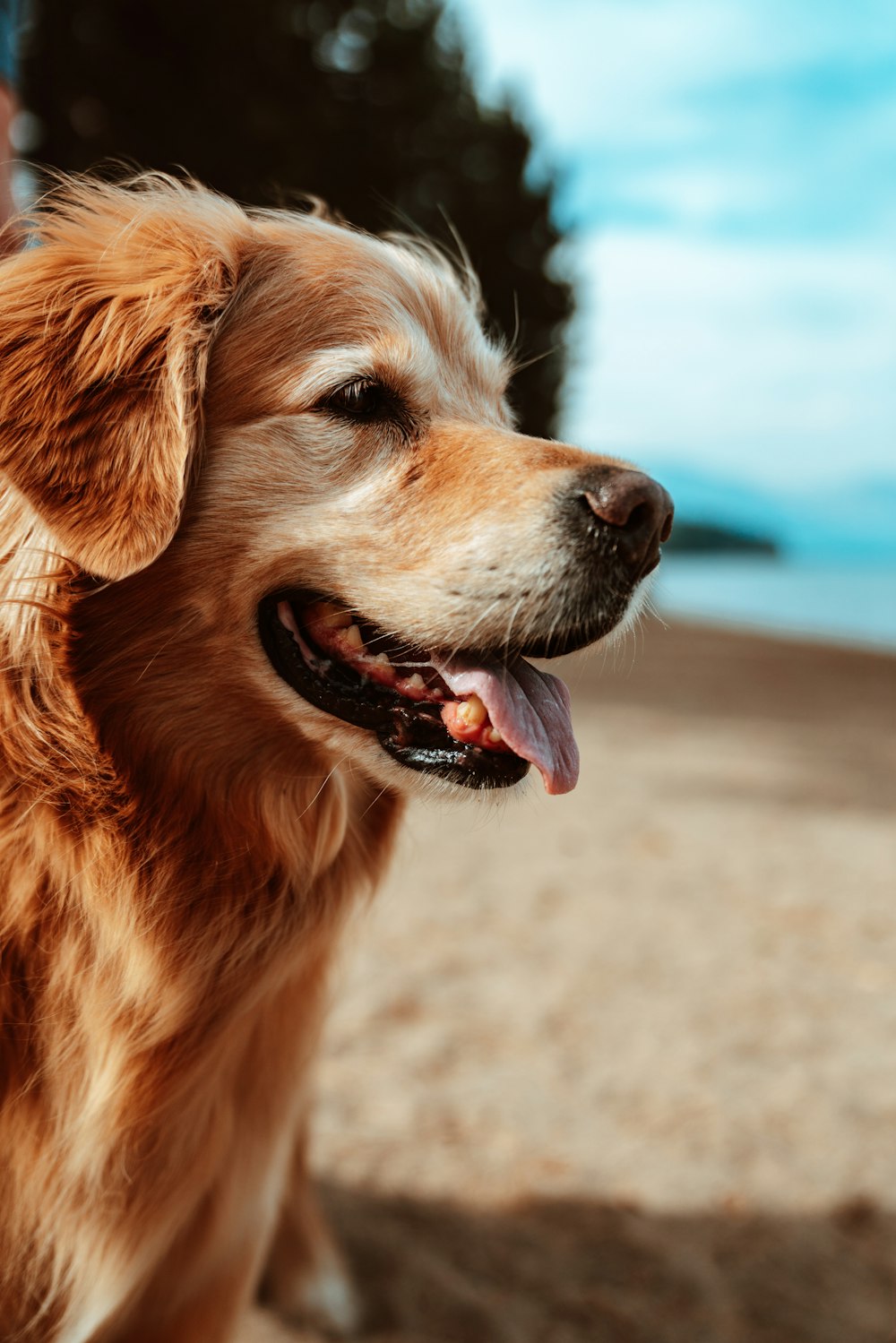 medium-coated brown dog on shore
