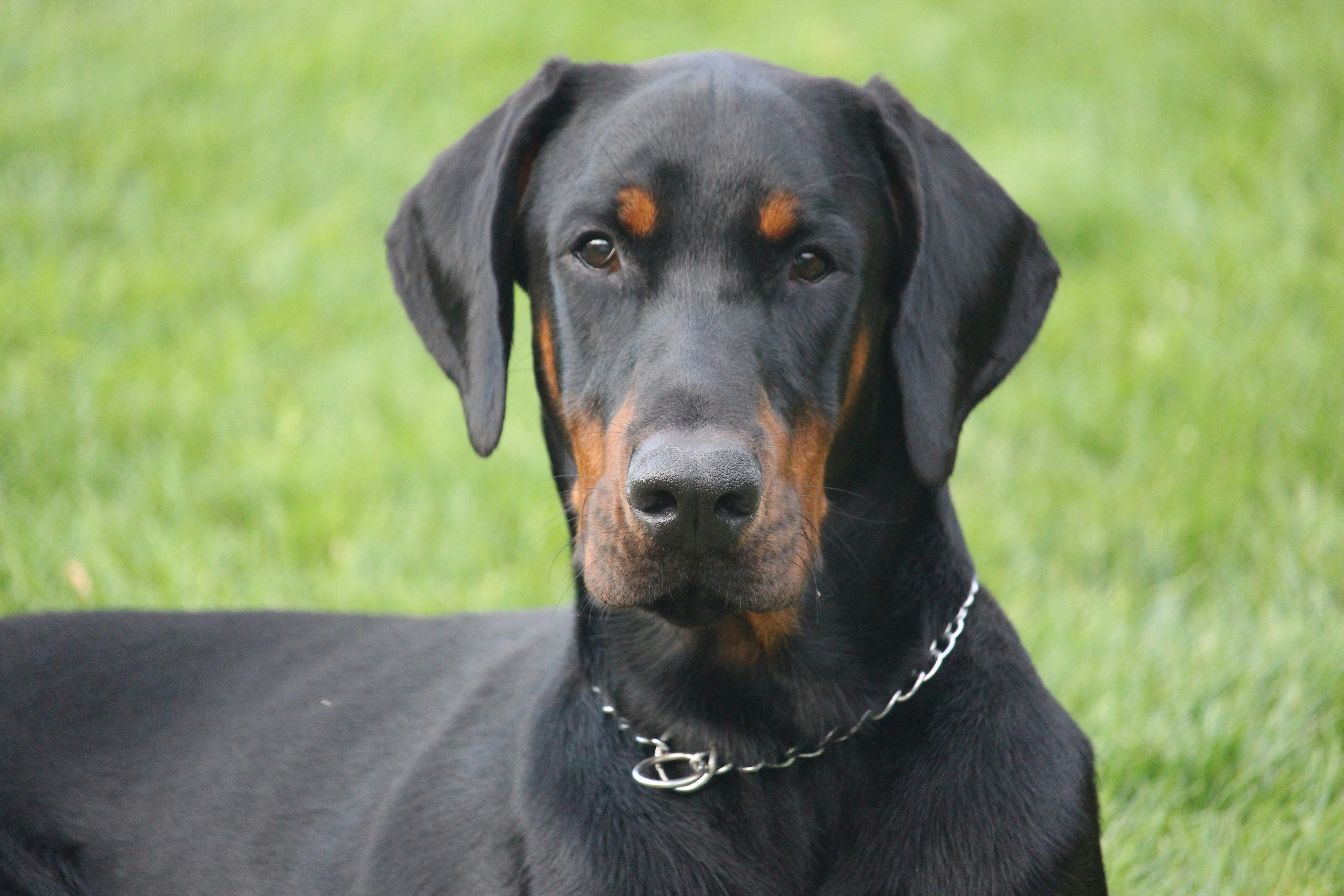 adult black dog