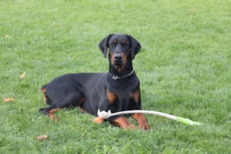 short-coated black dog