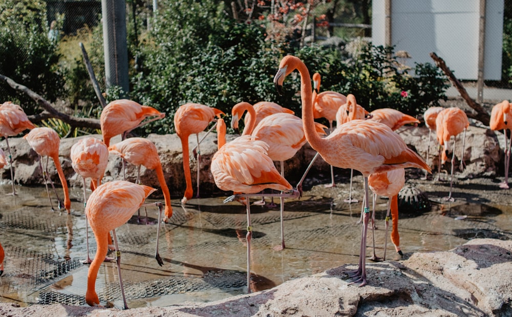 pink flamingo birds