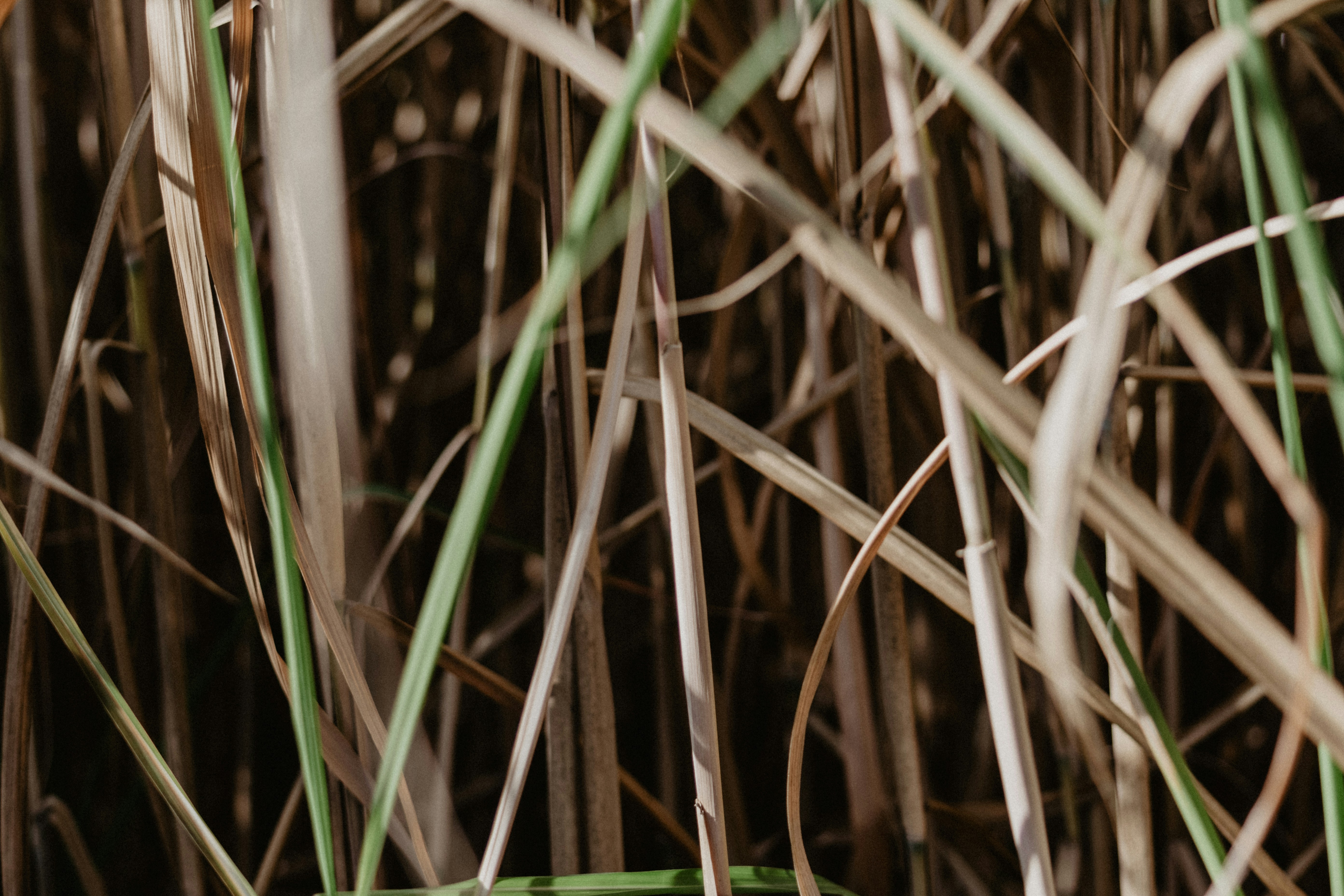 Photo by kellysikkema