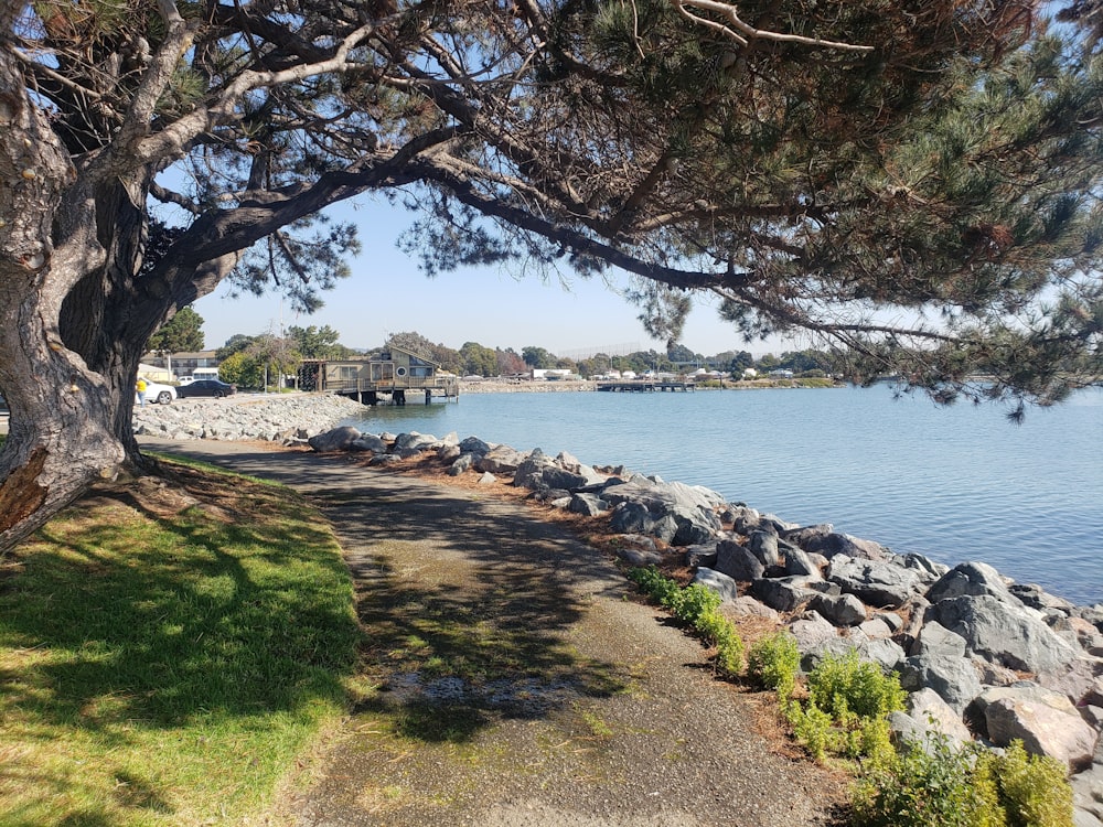 green and brown tree near walkway and body of water