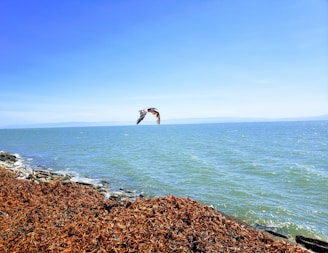 bird above body of water
