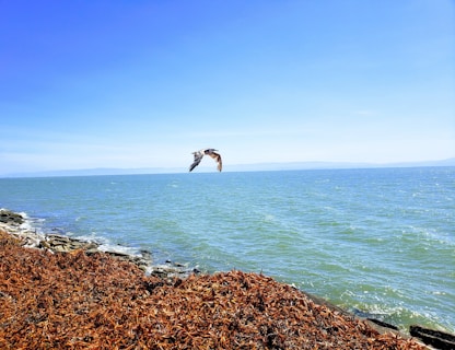 bird above body of water