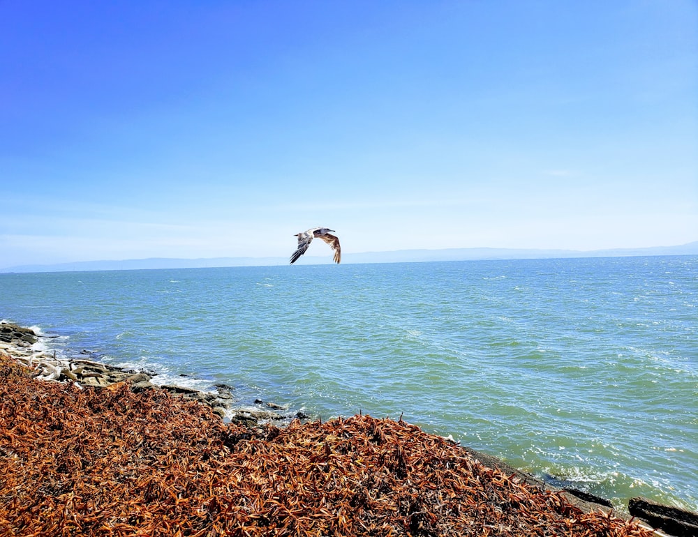 bird above body of water