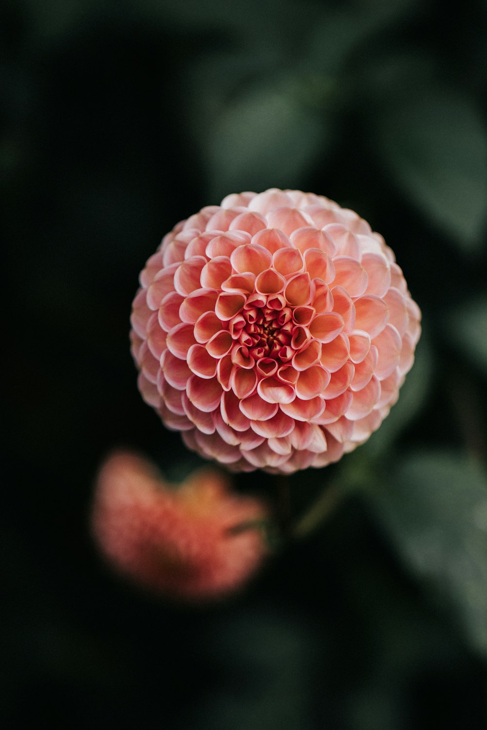 pink flower macro photography