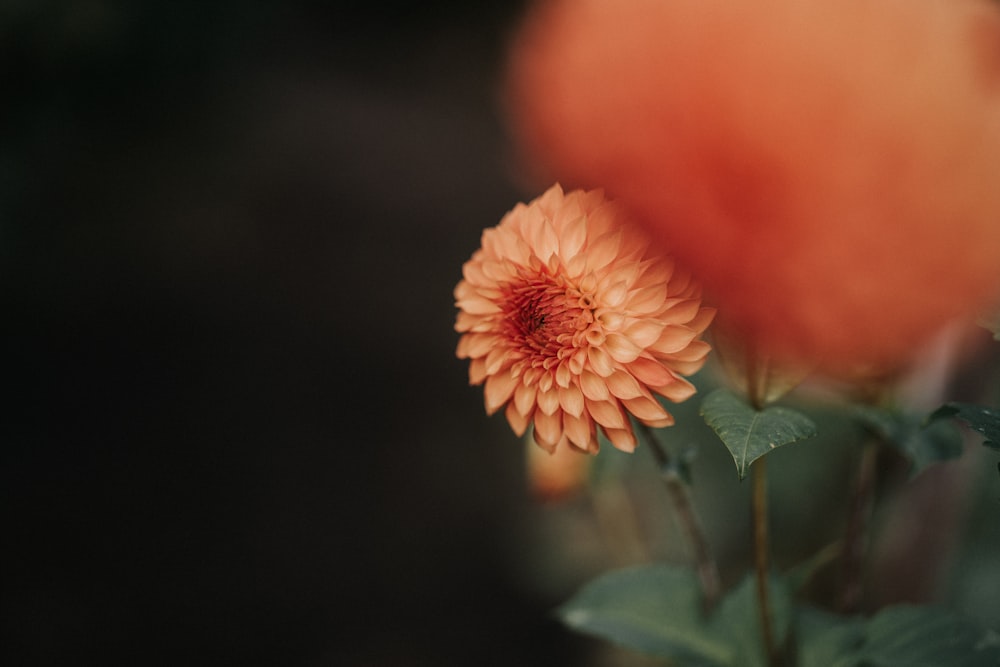 orange flower