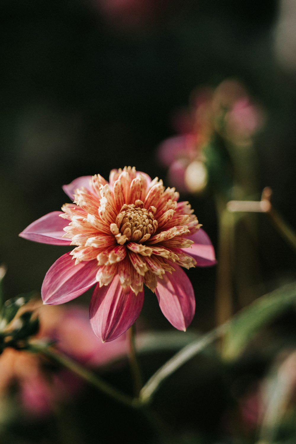 pink and orange flower