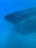 An underwater scene featuring the bow of a sunken ship resting on the ocean floor. The shipwreck is surrounded by clear blue water and has algae and small marine life, such as fish, swimming around it.