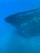 An underwater scene featuring the bow of a sunken ship resting on the ocean floor. The shipwreck is surrounded by clear blue water and has algae and small marine life, such as fish, swimming around it.