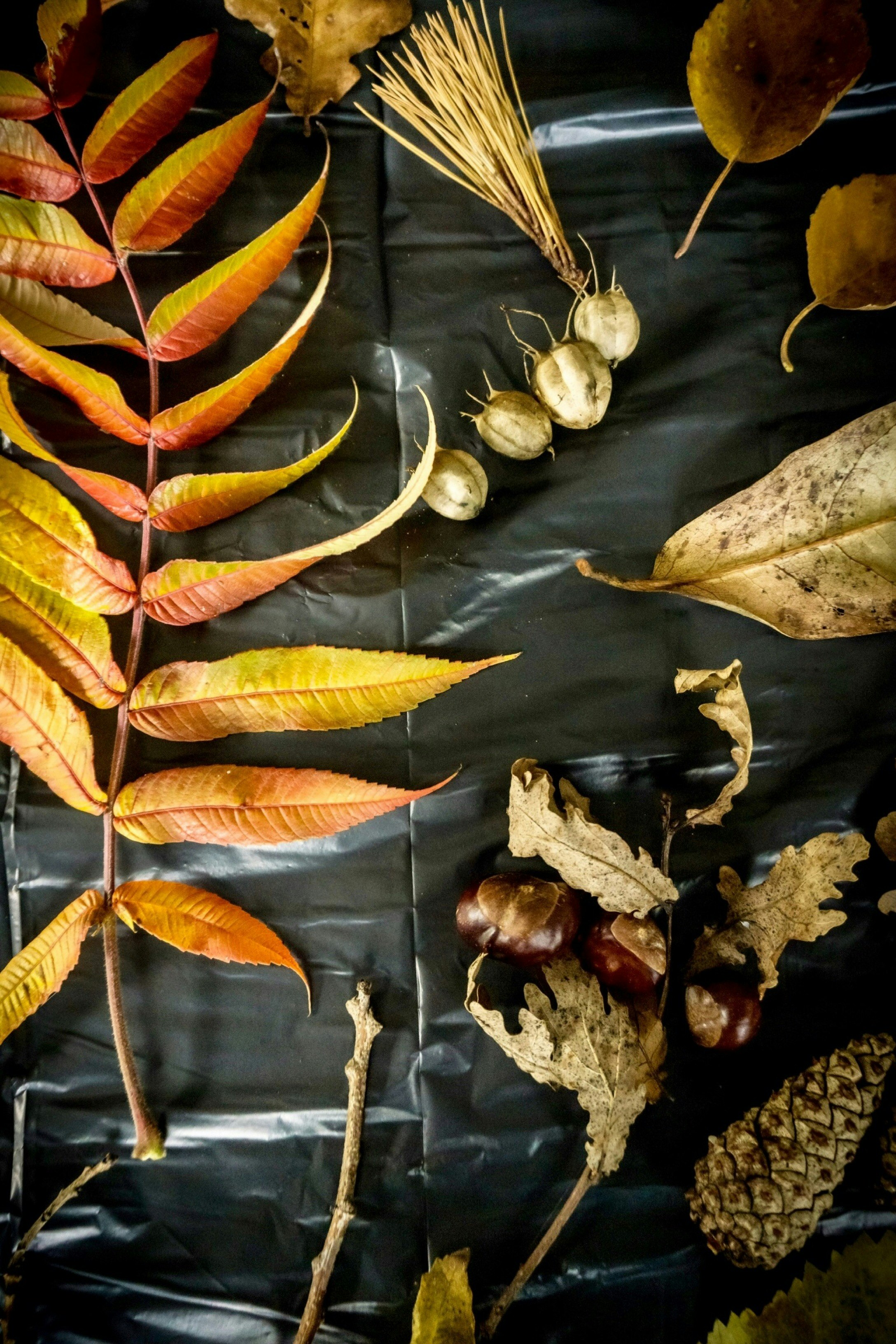 Warm colors and beautiful shapes. This autumn table is all collected from our own backyard