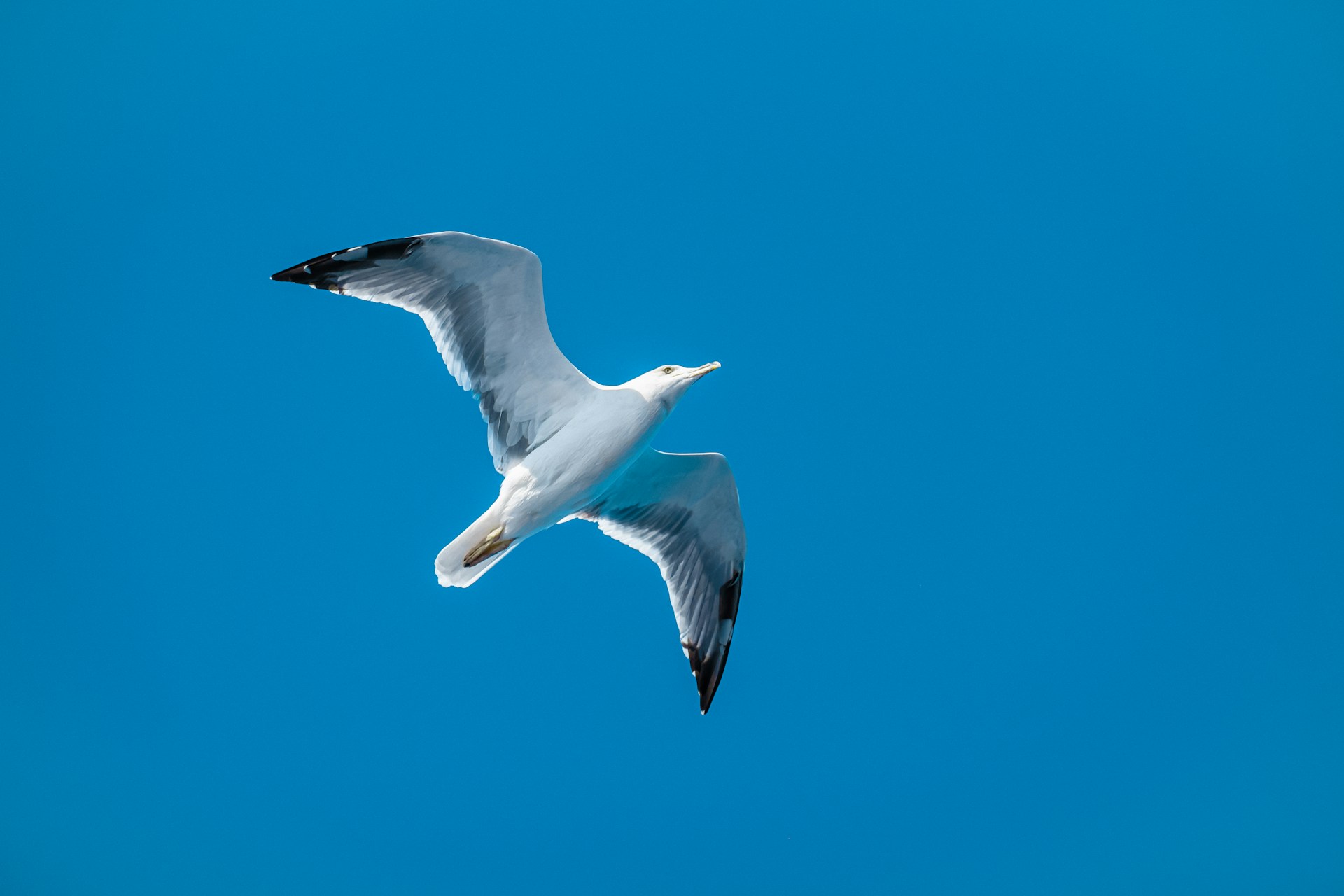 white seagull photo
