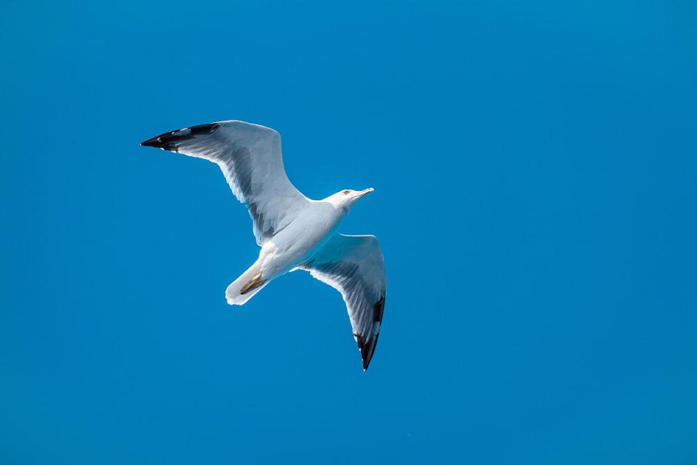 white seagull photo