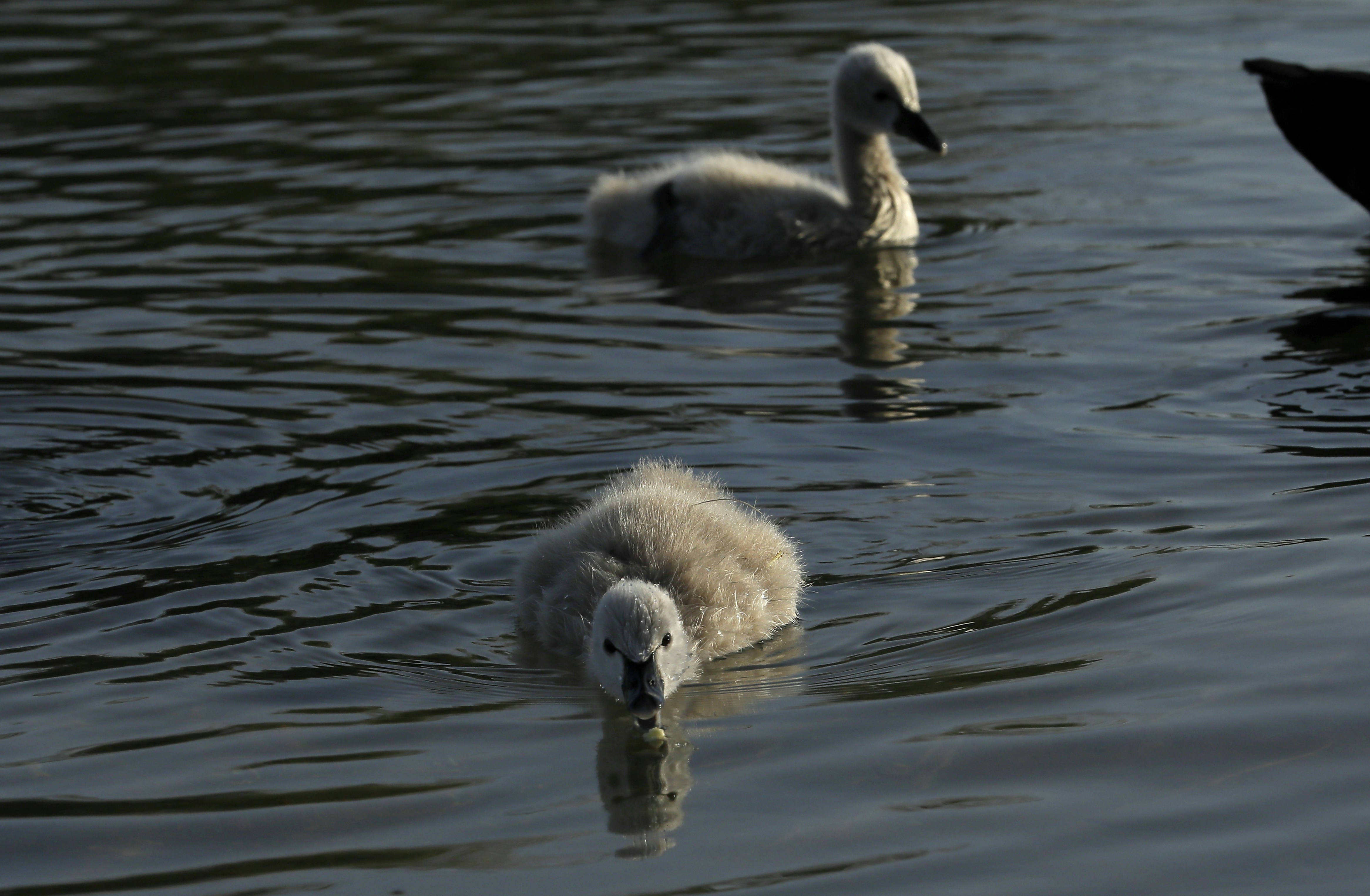 Photo by suryadeepak