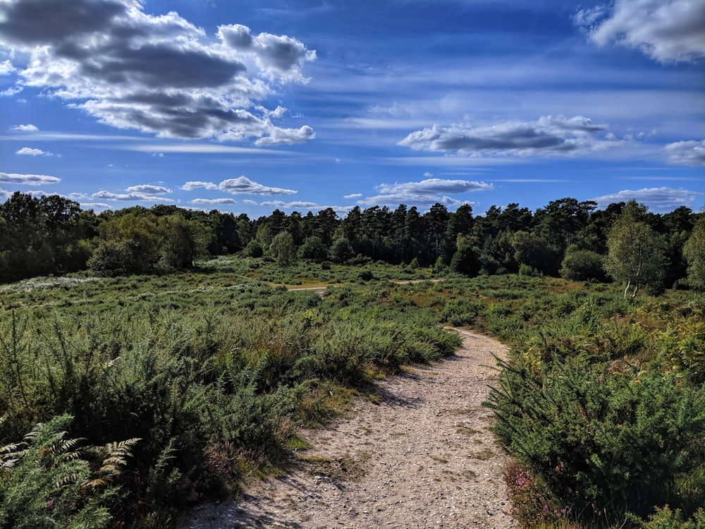 dirt road between grass field