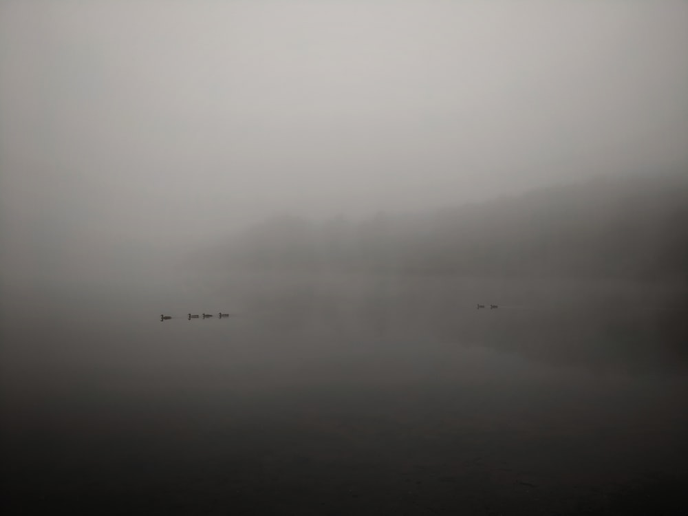 grayscale photography of ducks on body of water