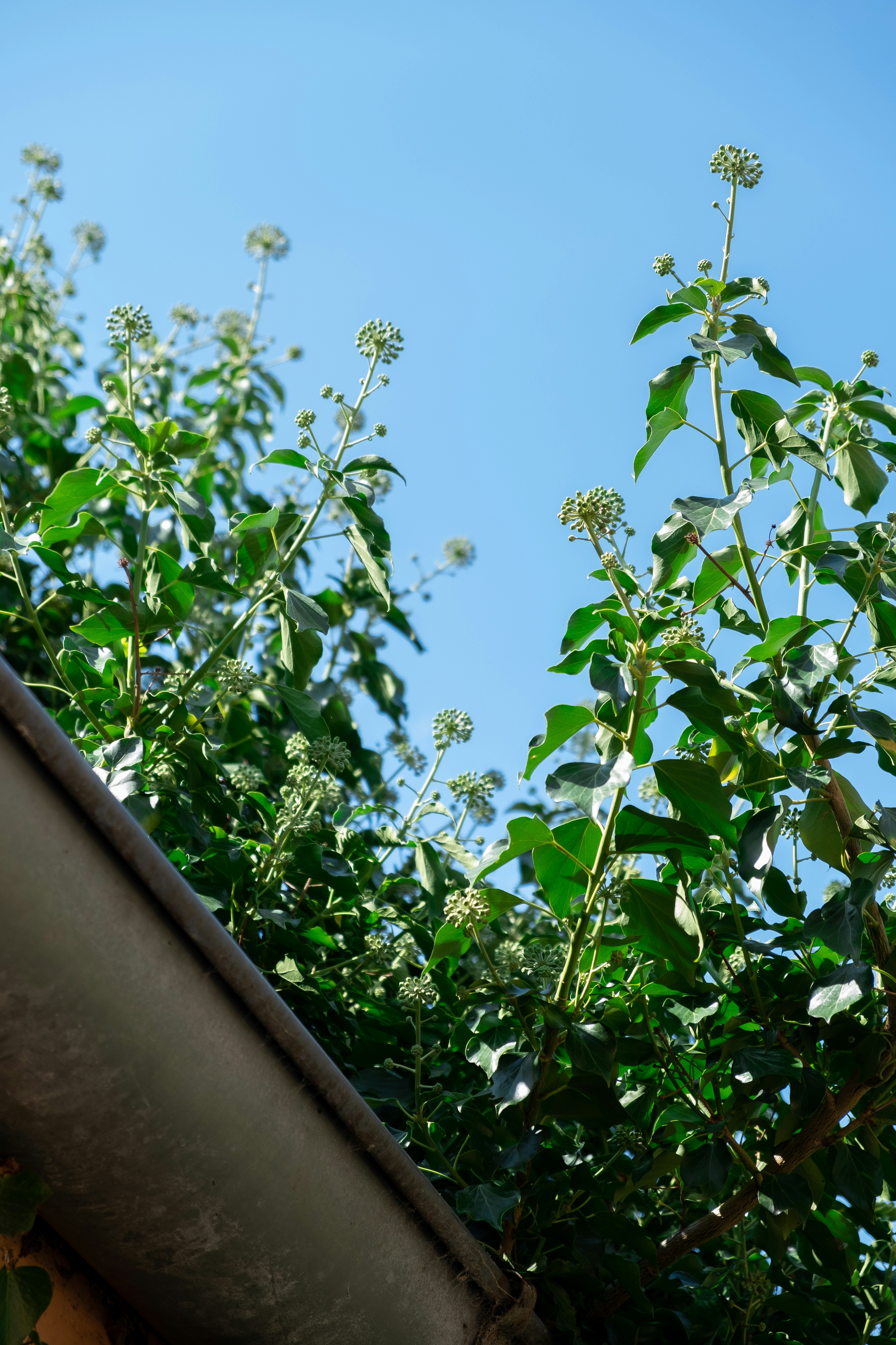 Photo by bobvanaubel