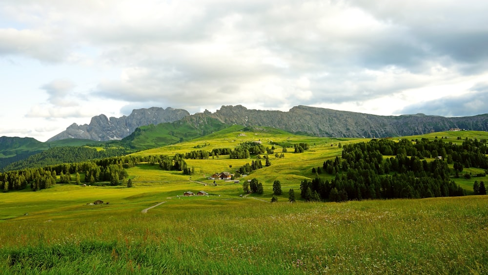 green grass field