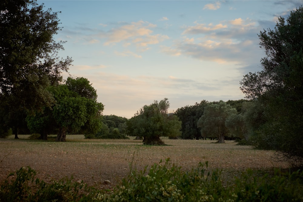 green leafed trees