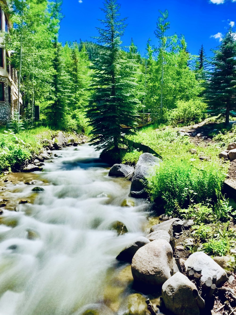 body of water between trees