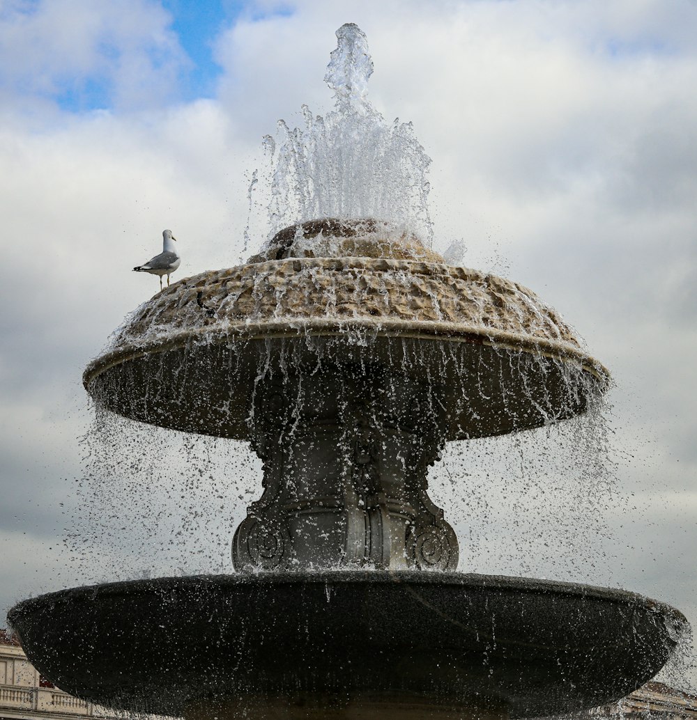 bird on water fountain