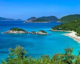 green leafed trees and body of water