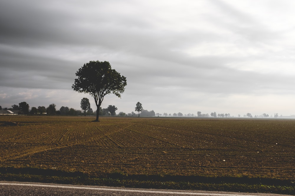 Champ de terrain brun