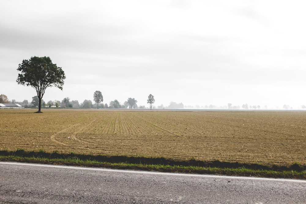 brown field and trees during daytime