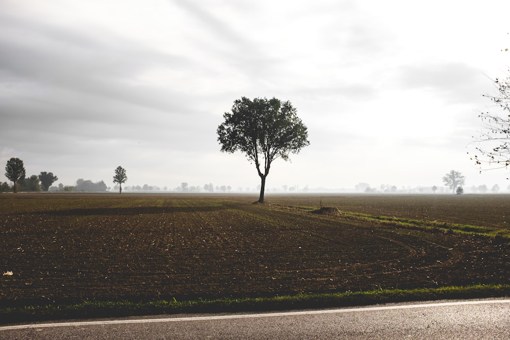 Champ de terrain brun