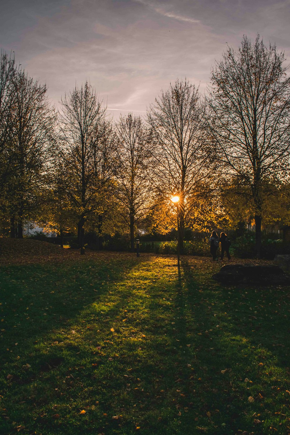 grass surface and trees photo during sunset