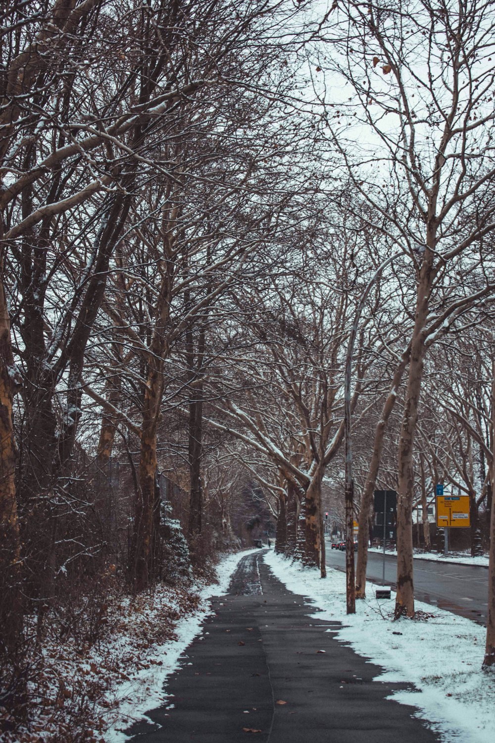 bare tree and pathway scenery