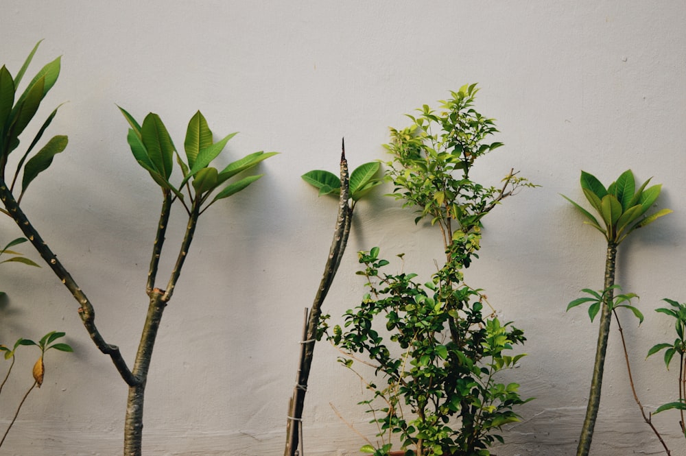 green-leafed plants