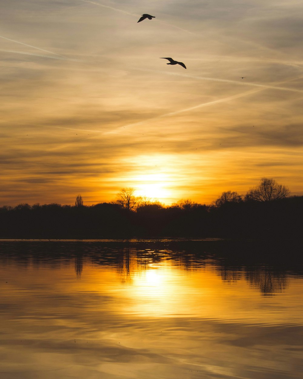 silhouette of birds and trees near body of water at golden hour